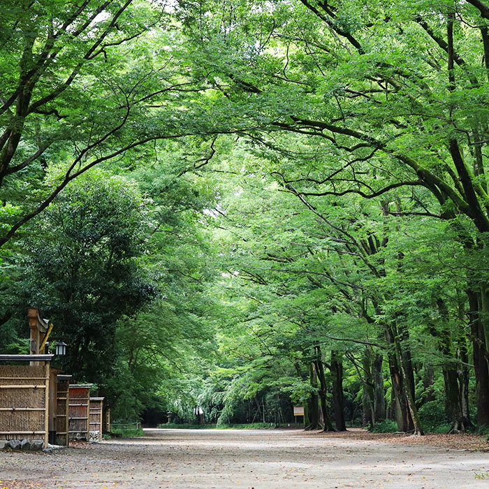 太古から京都の地に存在する原生林「糺の森」